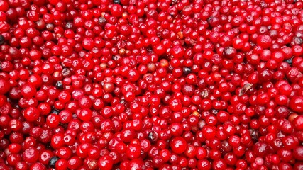 Red cranberry berries on the market