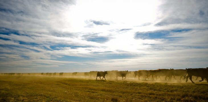 Dusty Cattle Drive On A South Dakota Ranch