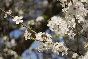 Biene, Honig, Frühling, weiß, Sonne