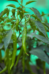 Green chili agriculture field in India