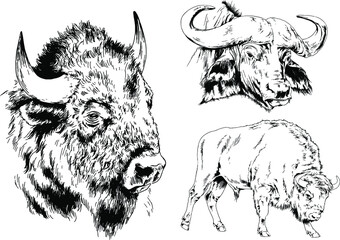 powerful huge Buffalo with horns drawn in ink freehand sketch 