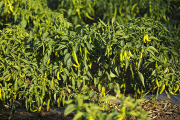 Green chili agriculture field in India