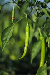 Green chili agriculture field in India