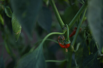 Green chili agriculture field in India