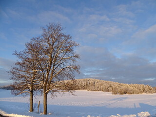 snowy and sunny winter landscape