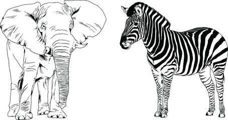 Fototapeta na wymiar set of vector drawings animals of Africa, drawn by hand with a liner, for logos and tattoos