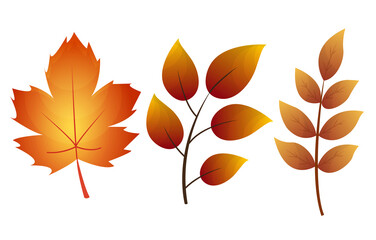 Fall leaf collection. Set of autumn leaves, isolated on white background. Simple cartoon flat style,  illustration. Multicolor autumn leaves flat  icons