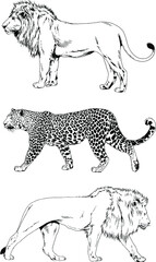 vector drawings sketches different predator , tigers lions cheetahs and leopards are drawn in ink by hand , objects with no background