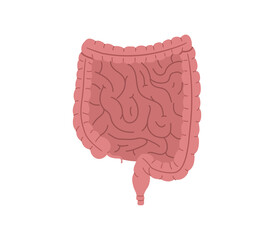 Healthy human intestines, digestive organ vector illustration isolated on white background.