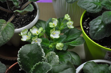 Cultivation of violets in the apartment and at home flowering green