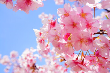 満開の桜と青空