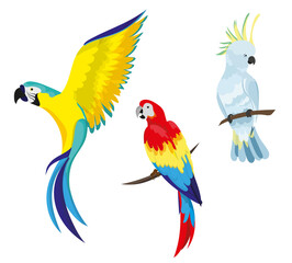 Fototapeta premium A set of tropical parrots. Parrots of various bright colors, in flight and sitting on a branch. Summer design element.