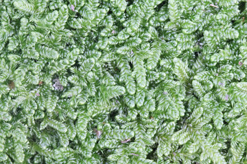 Hypnum cupressiforme, known as the cypress-leaved plaitmoss or hypnum moss