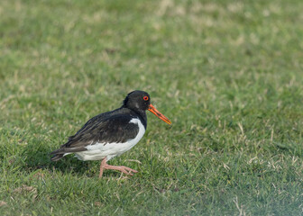 Oyster Catcher, bird foraging for food on grass.
