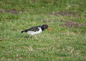 Oyster Catcher, bird foraging for food on grass.