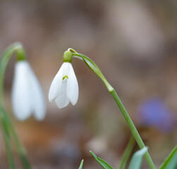 snowdrop flower closeup in the spring forest