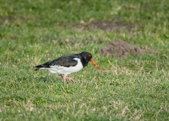 Oyster Catcher, bird foraging for food on grass.