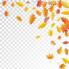 Oak, maple, wild ash rowan leaves vector, autumn foliage on transparent background.