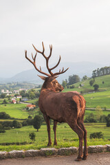 Ciervo en la montaña