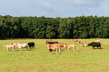 Fototapeta na wymiar Freilaufende rotbunte Rinder auf einer Weide im Sommer