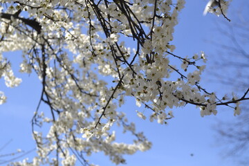 blooming tree