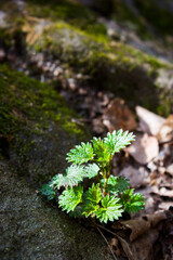 The small nettle (lat. Urtica urens), of the family Urticaceae.