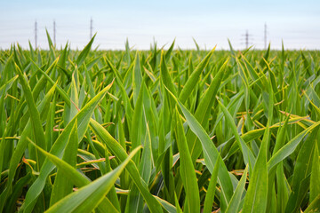 Green cornfield in Gomel Region. July 2020, Belarus.