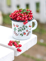 Red currant