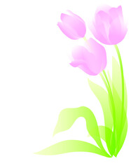 pale pink tulips with light green leaves isolated on white background