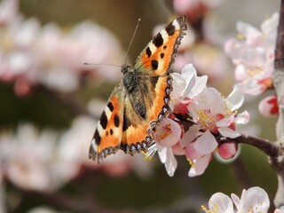 Obraz premium Vanessa dell'ortica su fiori