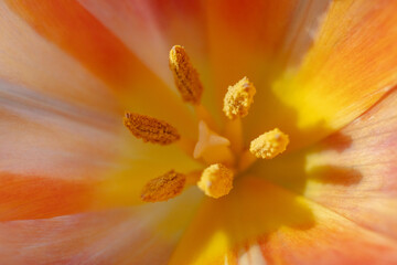 Macro Tulip