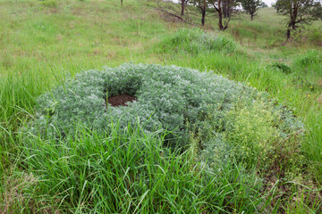 An anthill covered with grass.