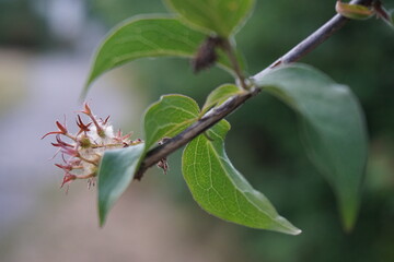 Sommer, Frühling, blühen, Natur, rot, Makro