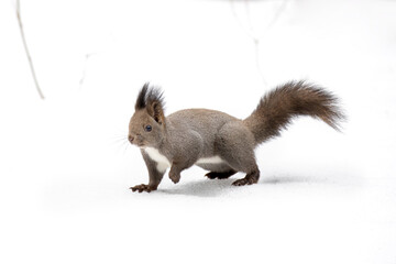 エゾリス Red squirrel