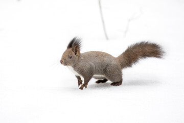 エゾリス Red squirrel