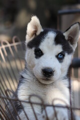 siberian husky puppy