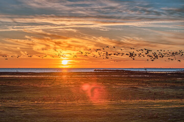 Sundown over the Baltic Sea at Bunkeflo Strandangar. A flock of sea birds is crossing the scene at...