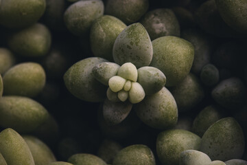 Zimmerpflanze im detail