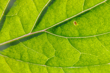 Fototapeta na wymiar Closeup extreme macro texture view of green wood sheet tree leaf. Inspirational nature spring or summer wallpaper background. Change of seasons concept. Close up selective focus