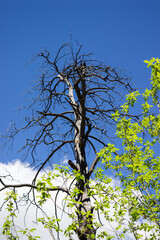 In the Russian countryside.