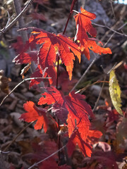 red autumn leaves illuminated by the sun close up on the grass background