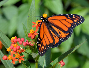 Monarch Butterfly on a colourful plant