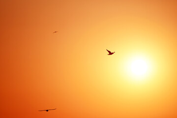 Fototapeta na wymiar Sea-gull flying in sunset golden sky