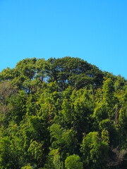 春の森と青空