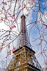 Cherry Blossom - spring in paris in the background eiffel tower,  france