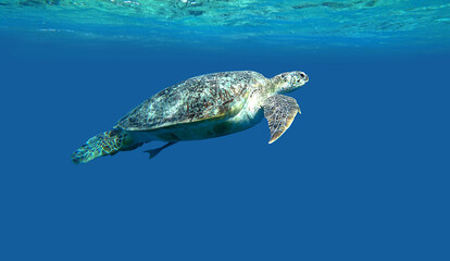 Obraz na płótnie Canvas sea turtle swimming in blue water