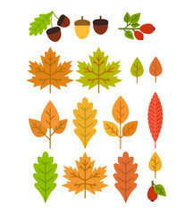 Vector illustration of autumn leaves and foliage on white background.	