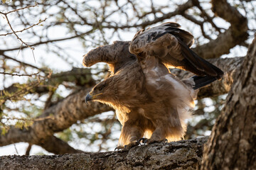 Tawny eagle spreading its wings