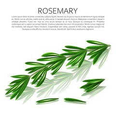 Culinary spices. A sprig of rosemary. Abstract vector illustration of a rosemary branch on a light background with a reflection. A blank for creativity.