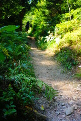 Wandern, Trail, Mountainbiken, grün, Wald